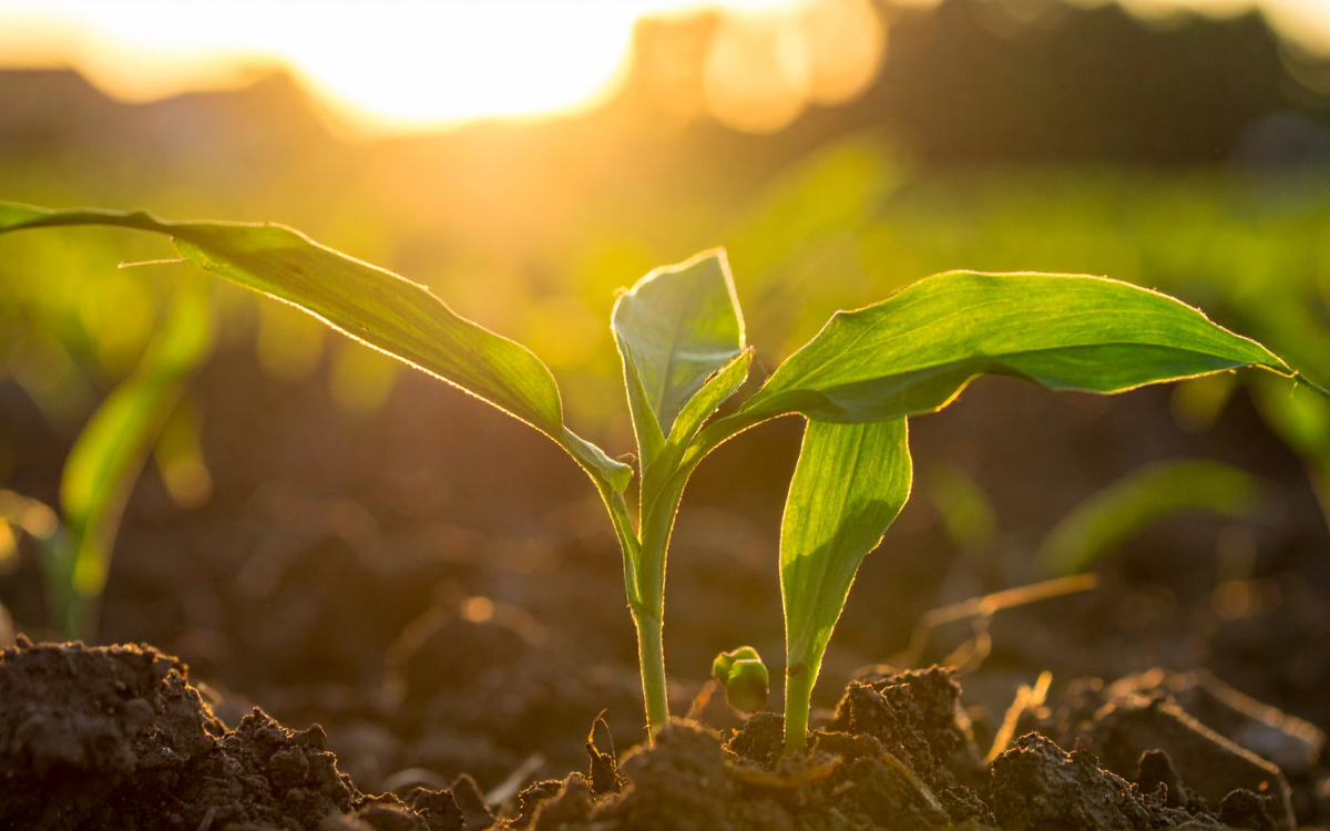 What a Soil Survey Actually Tells You Before You Buy Land Near Hugo